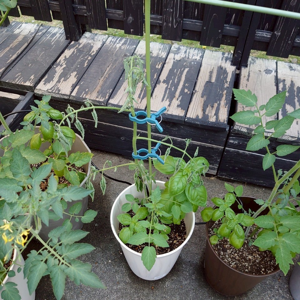 ちこプランター②-2025/7/25