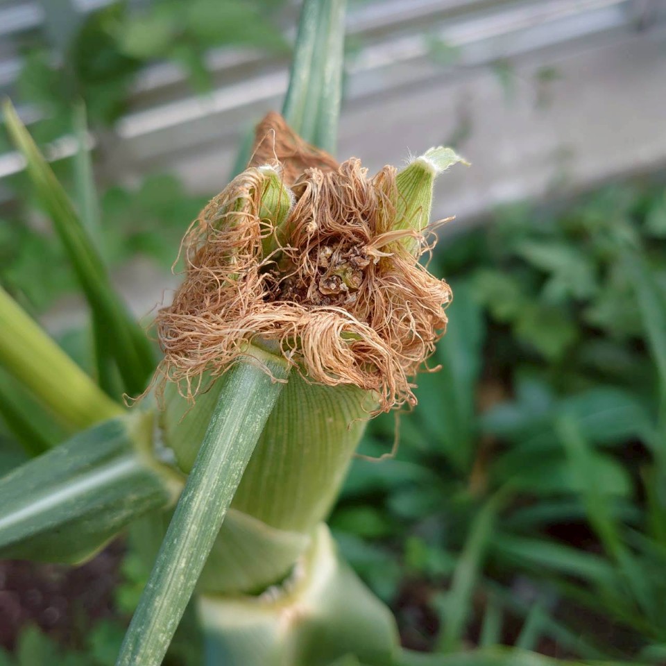 トウモロコシ露地①-2025/8/18