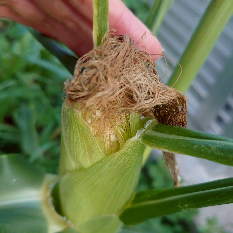 トウモロコシ露地②-2025/8/18