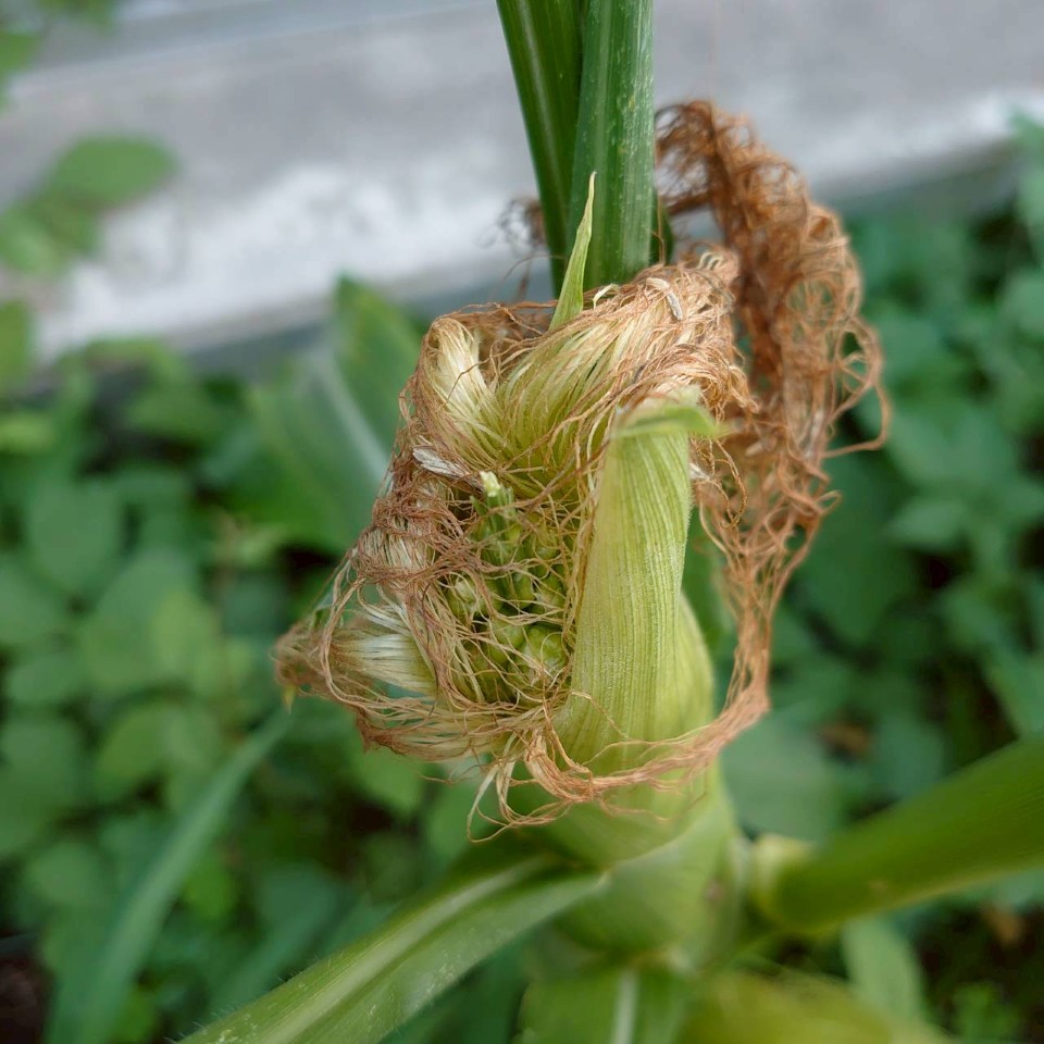 トウモロコシ露地③-2025/8/18