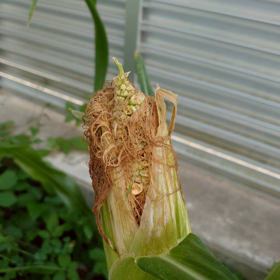 トウモロコシ露地④-2025/8/18