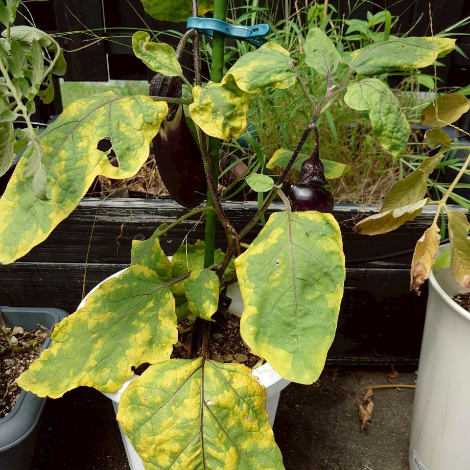 なすプランター-2025/8/19