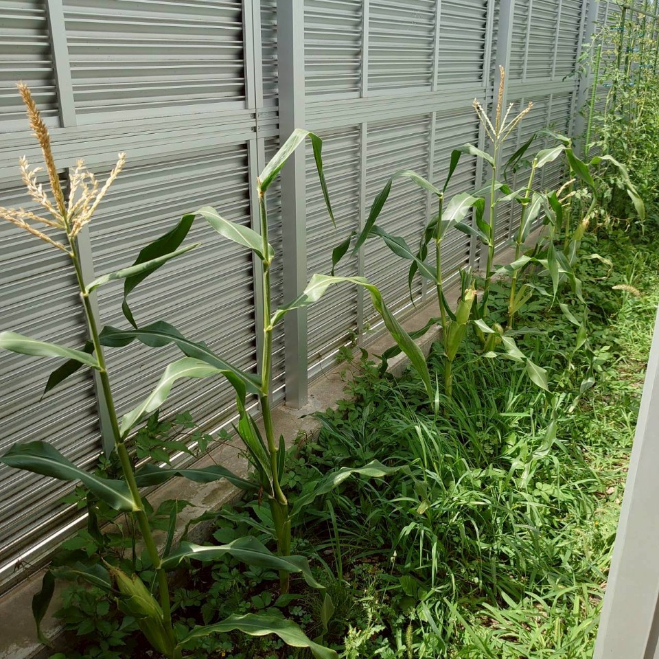 トウモロコシ露地①-2025/8/19