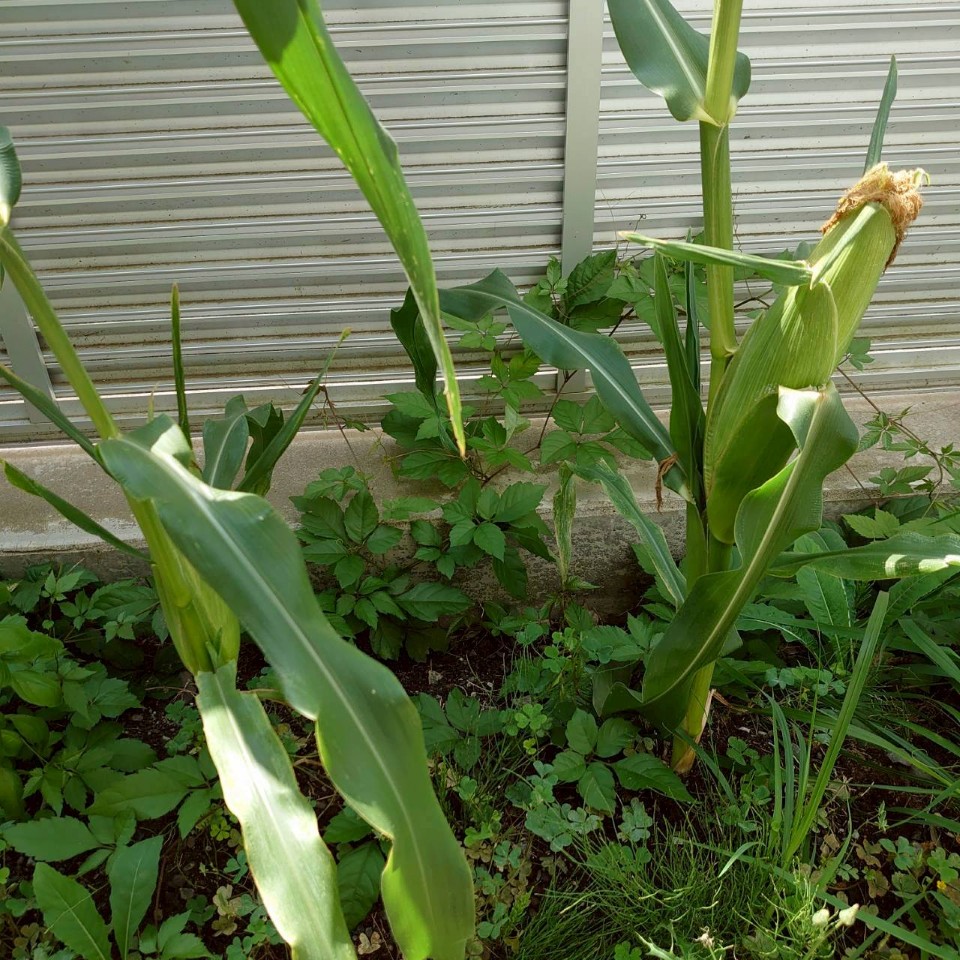 トウモロコシ露地②-2025/8/19