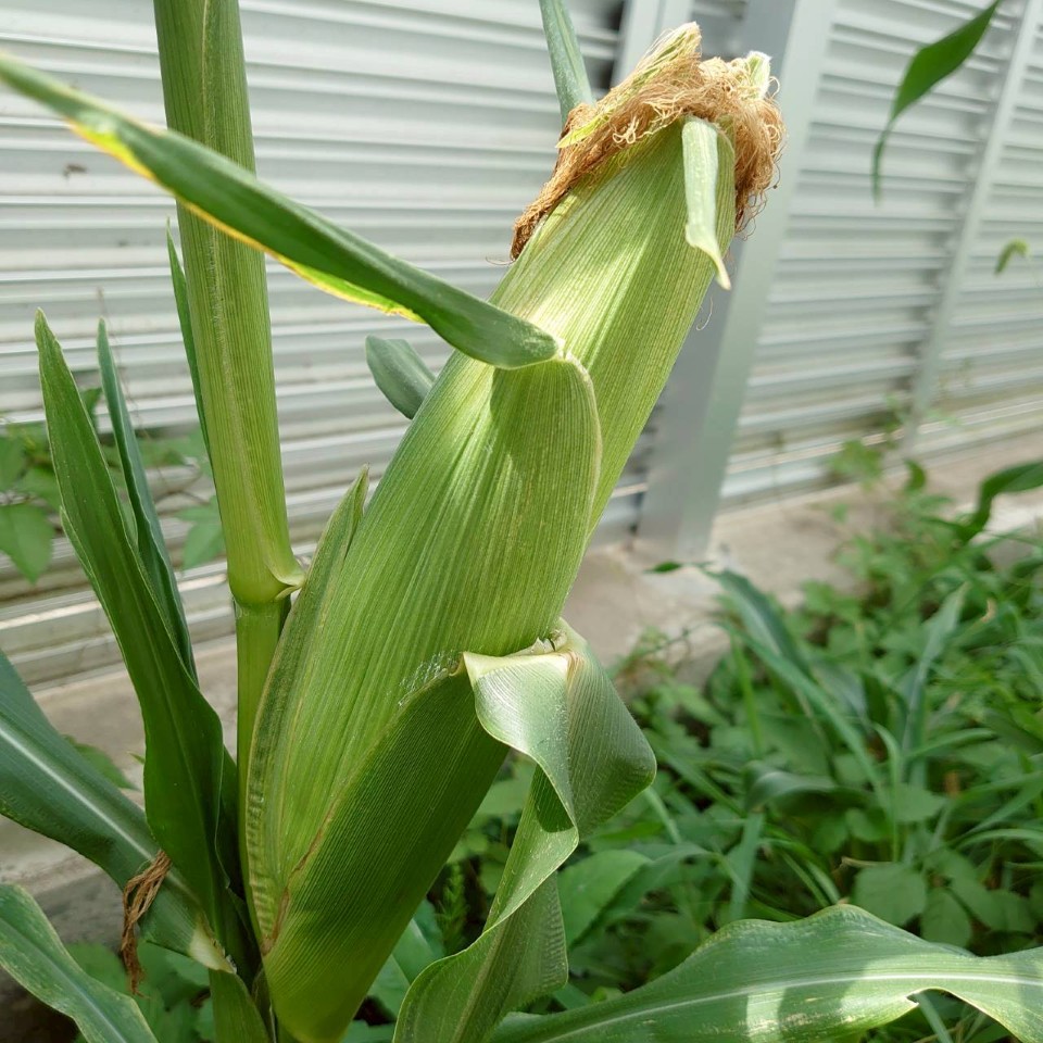 トウモロコシ露地③-2025/8/19