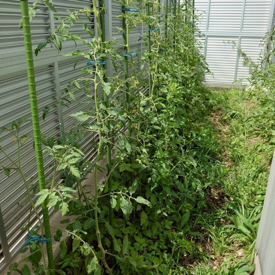 イタリアン、あまうま、フルティカ露地①-2025/8/19