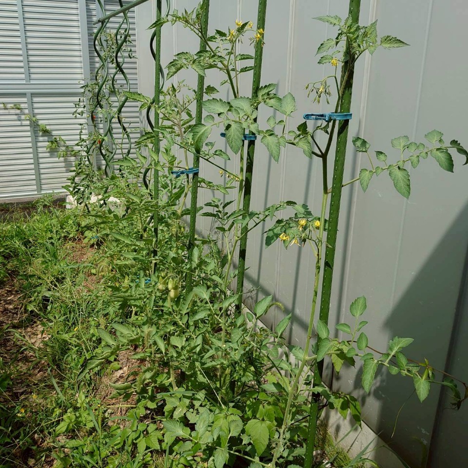 千恋、イタリアン、あまうま、フルティカ露地-2025/8/19