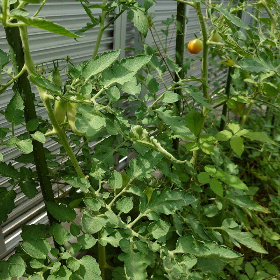 イタリアン、あまうま、フルティカ露地②-2025/8/19