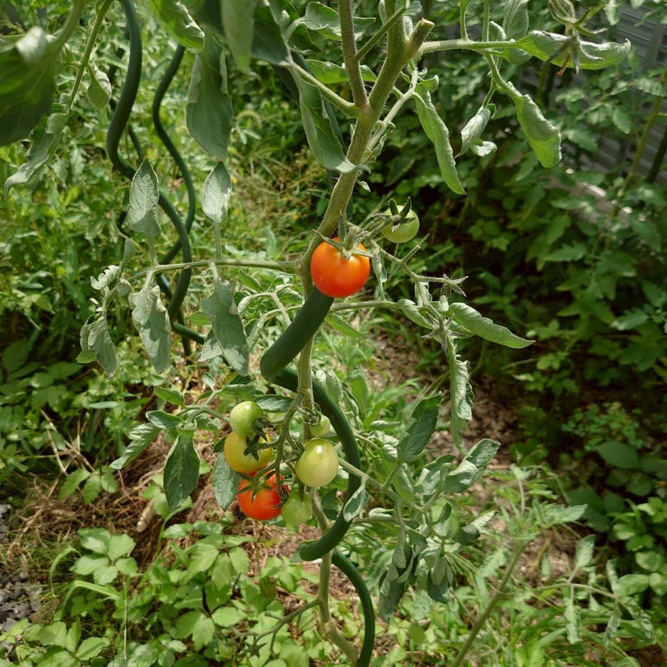 フルティカ露地①-2025/8/19