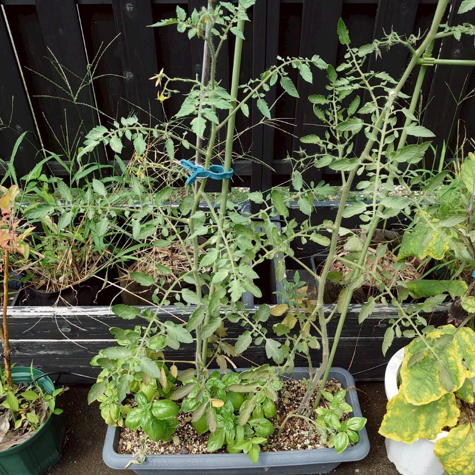 フルティカプランター-2025/8/19