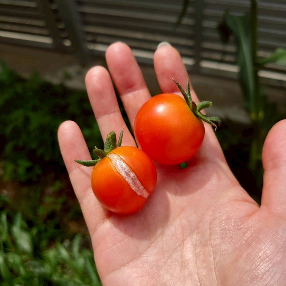 フルティカ露地②-2025/8/19