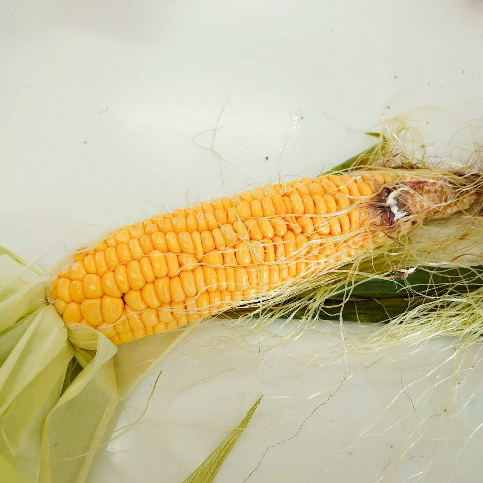 収穫したトウモロコシ①-2025/8/19