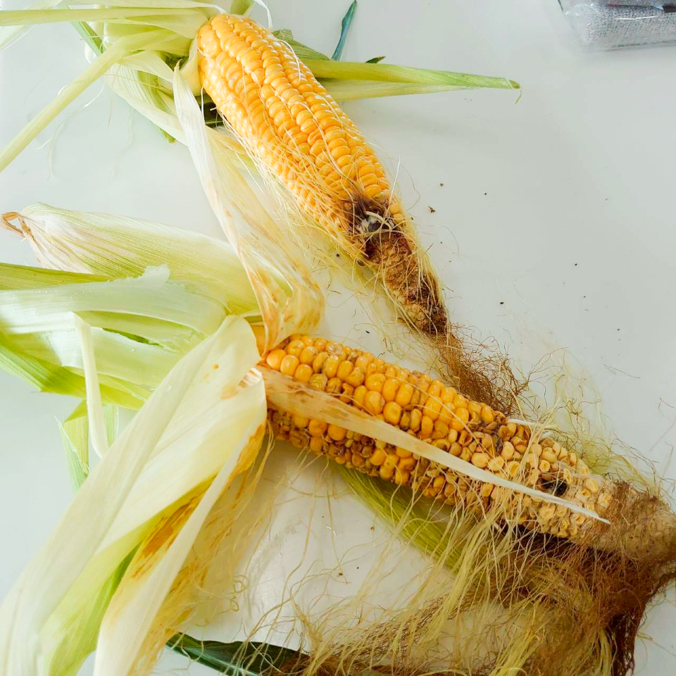 収穫したトウモロコシ②-2025/8/19
