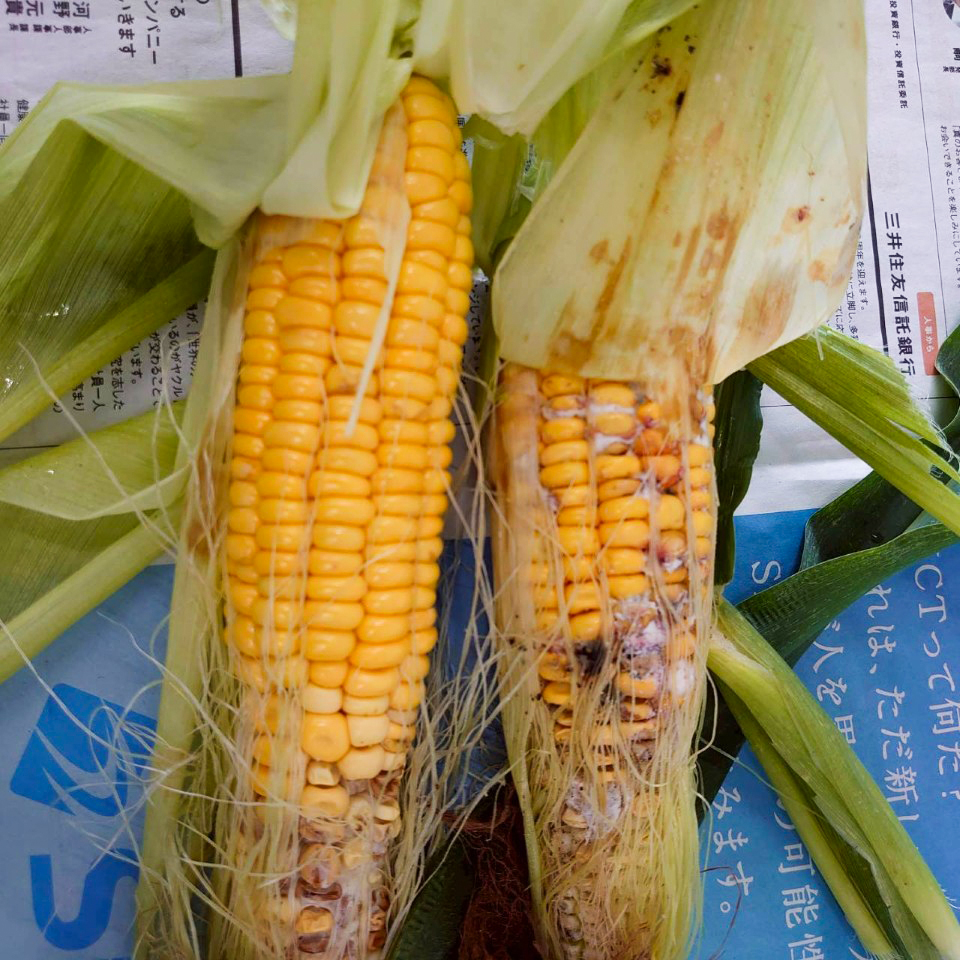 収穫したトウモロコシ③-2025/8/19