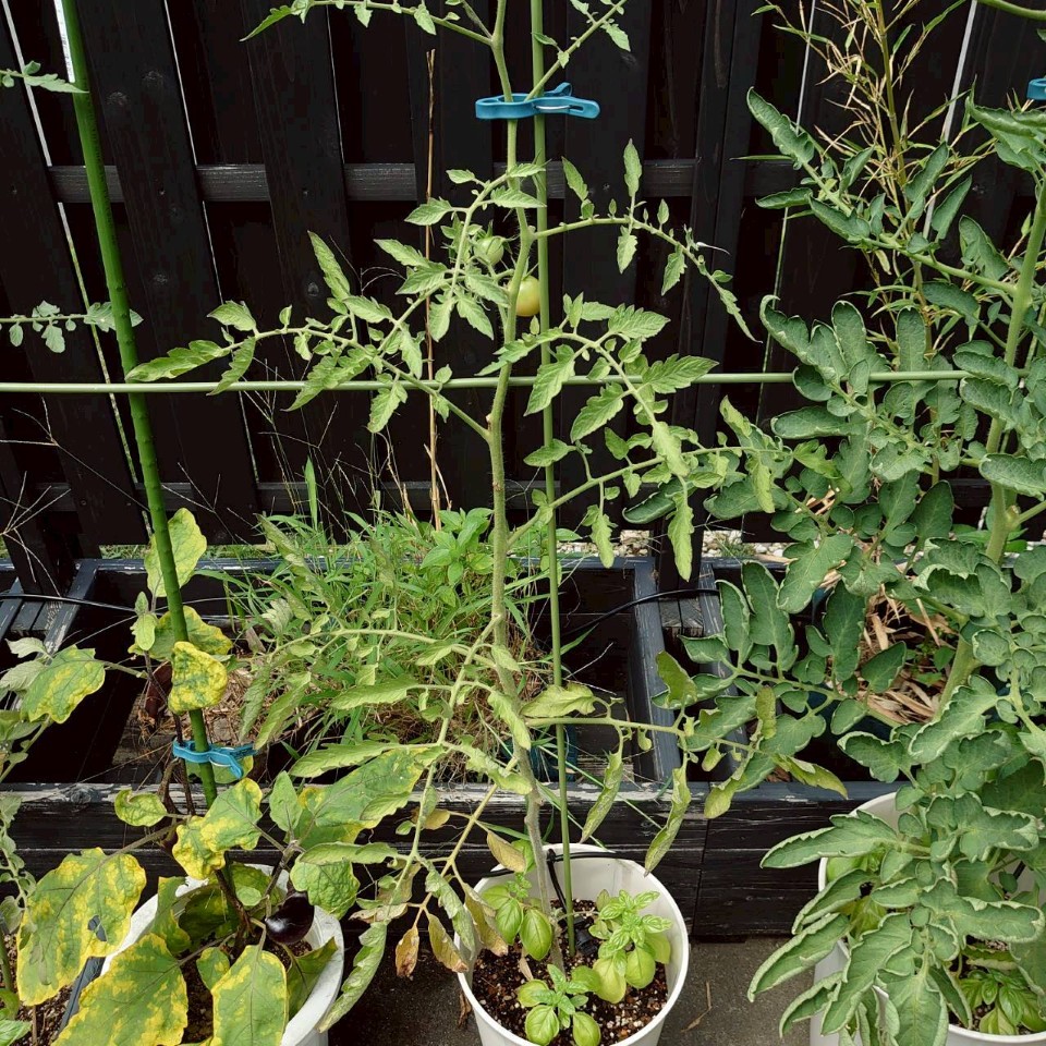 品種?プランター①-2025/8/19