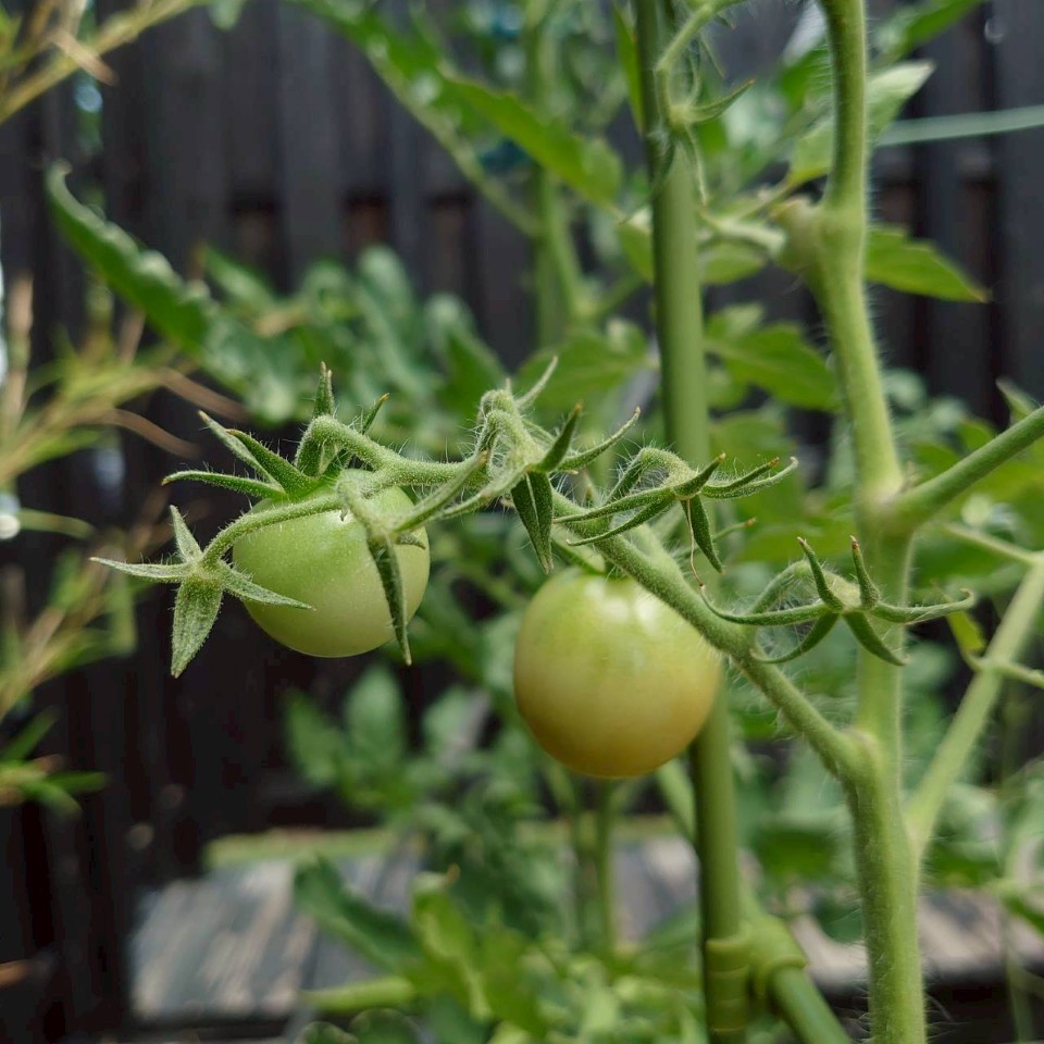 品種?プランター②-2025/8/19