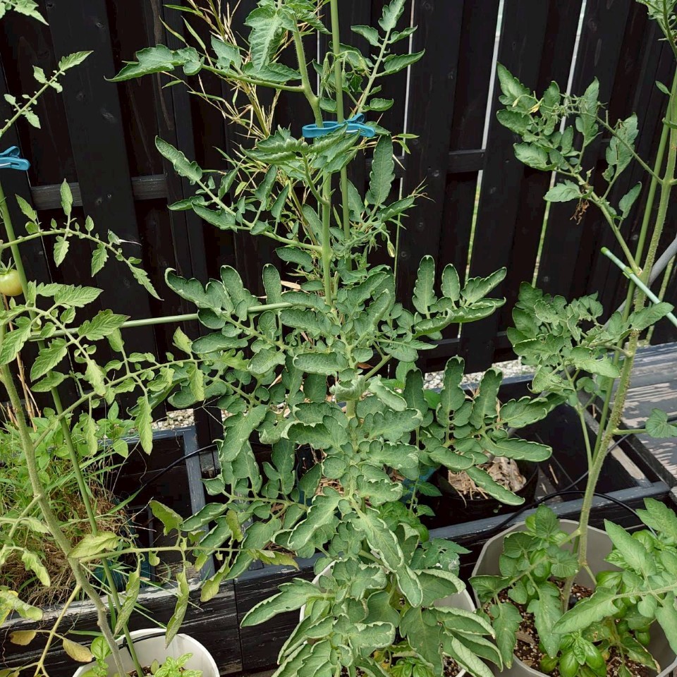 イタリアントマトプランター①-2025/8/19