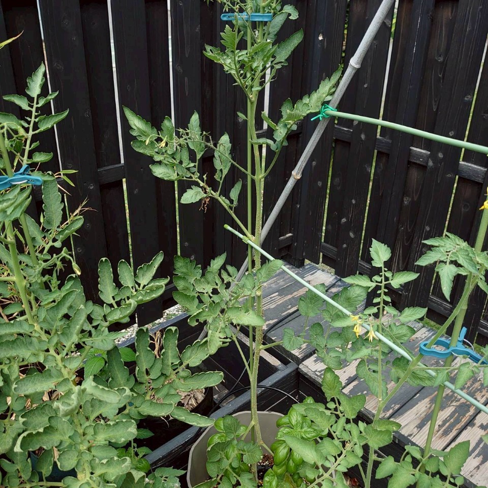 イタリアントマトプランター②-2025/8/19
