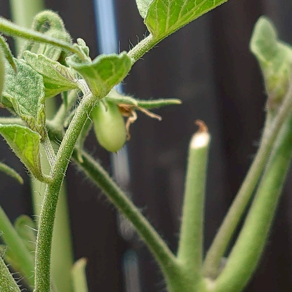 イタリアントマトプランター③-2025/8/19