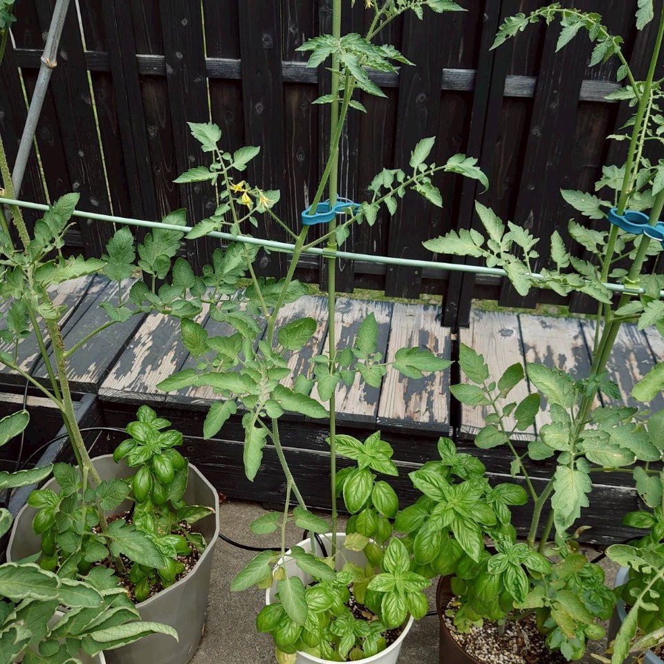 ちこプランター-2025/8/19