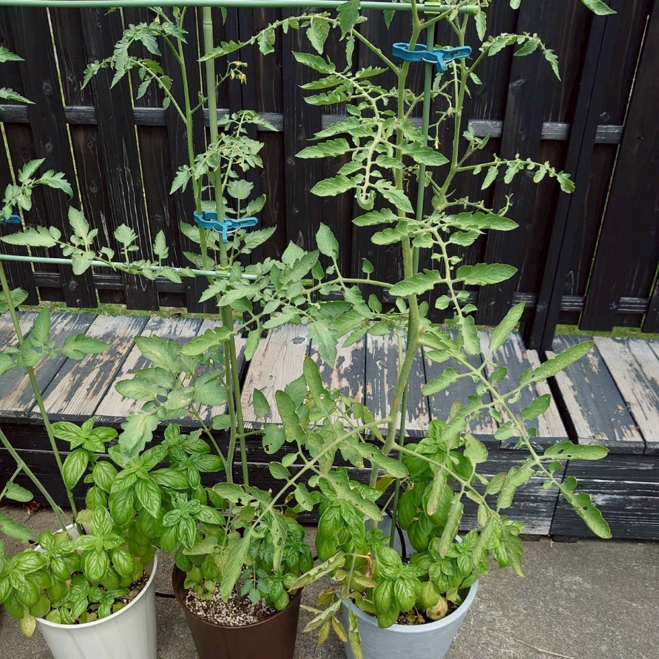 ちこ、あまうまプランター-2025/8/19